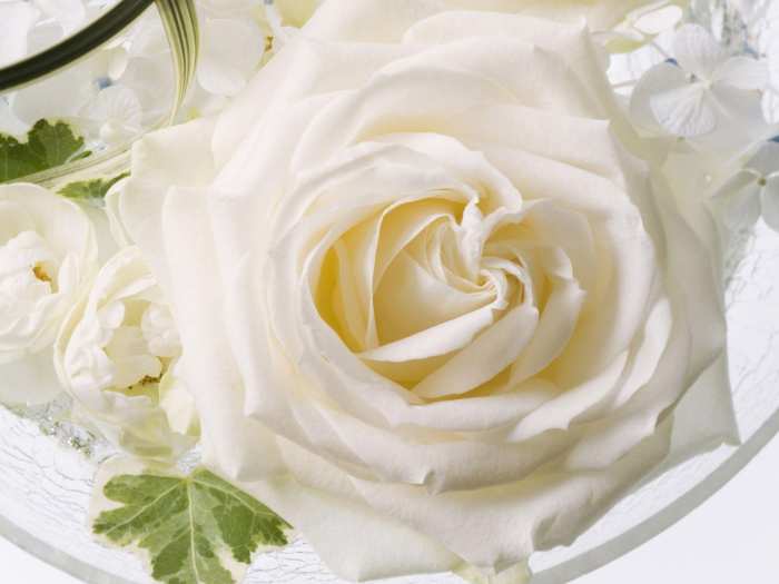 White Rose Wedding Marriage Background Free Download