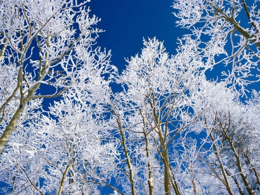 White Rustic Winter Tree Background HD Download