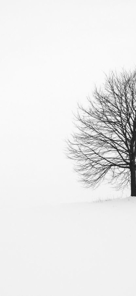 White Single Tree Background HD Download