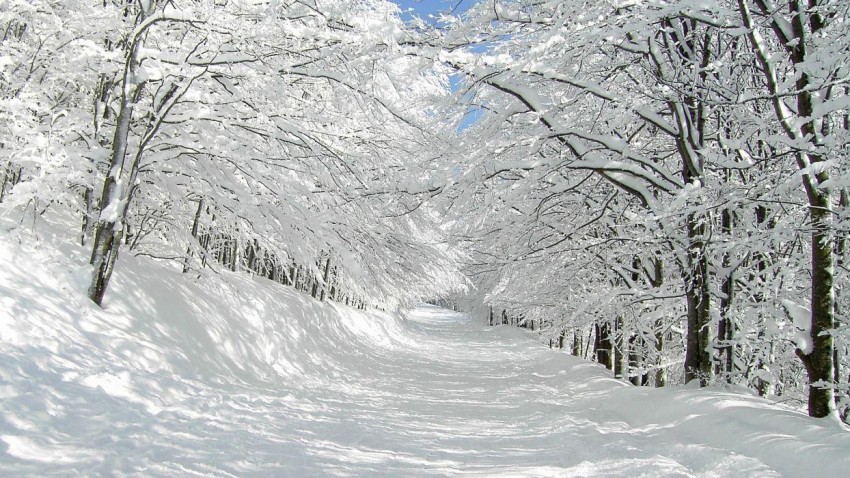 White Winter Tree Background Full HD Donwload