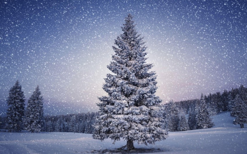 White Winter Tree Background Full HD Donwload