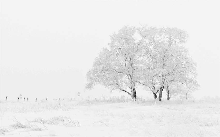 White Winter Tree Background HD Donwload