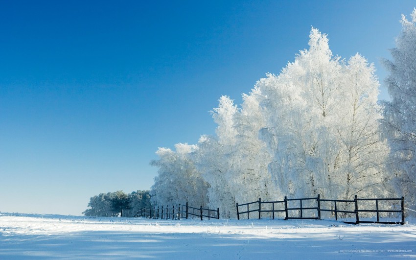 White Winter Tree Background HD Donwload