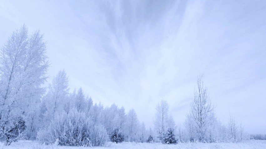 White Winter Tree Background HD Donwload