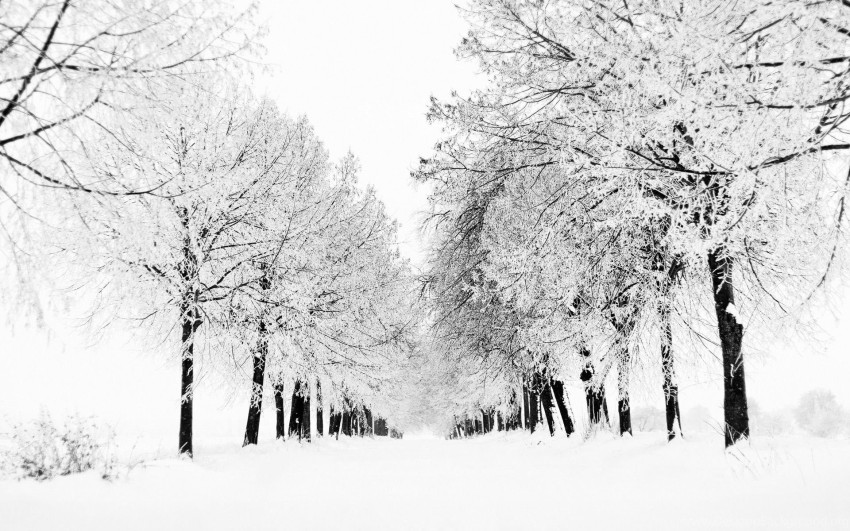 White Winter Tree Background HD Donwload