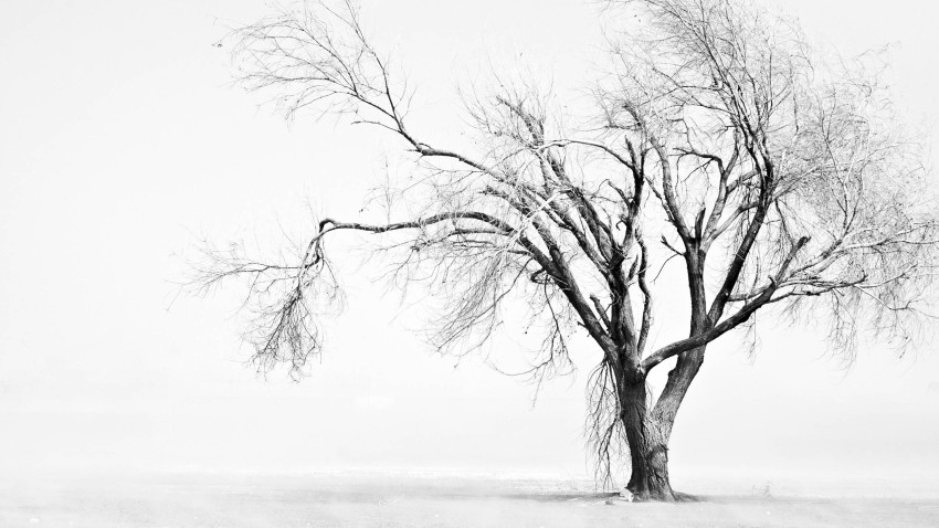 White Winter Tree Background HD Donwload