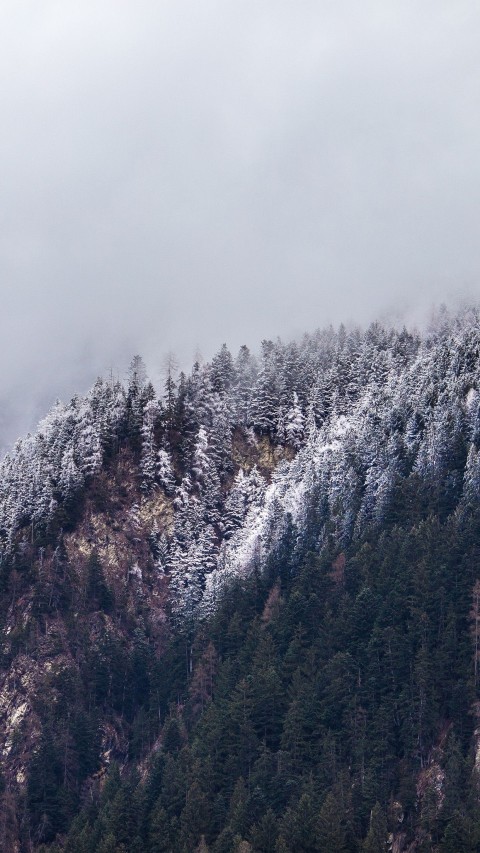 White Winter Tree Background HD Donwload