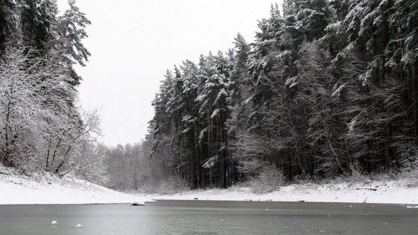 White Winter Tree Background HD Donwload