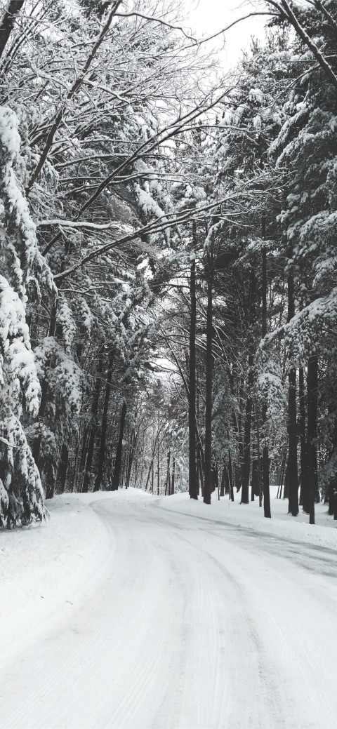 White Winter Tree Background HD Donwload