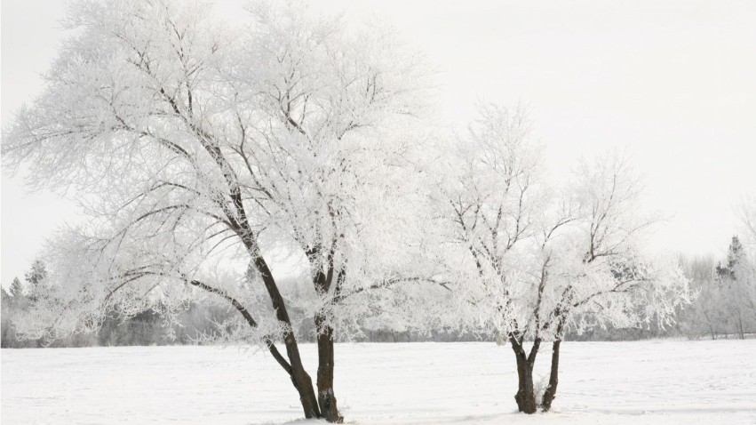 White Winter Tree Background HD Donwload