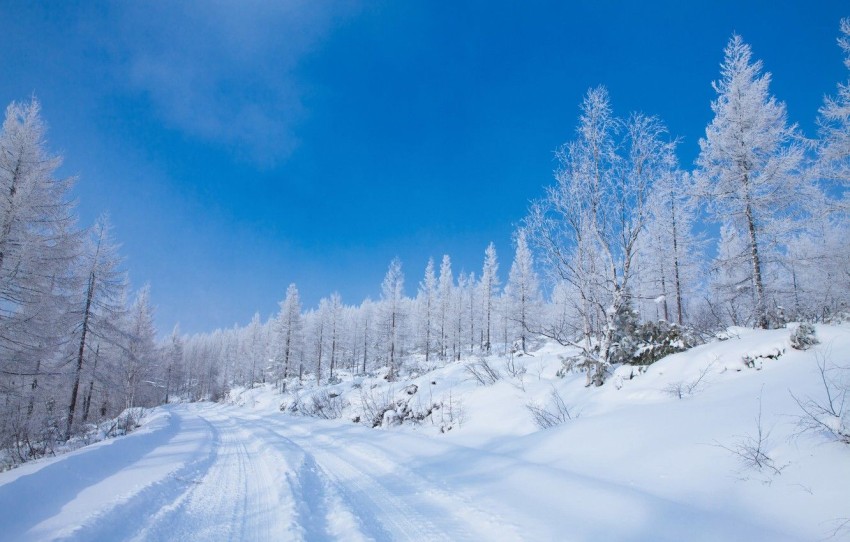 White Winter Tree Background HD Donwload