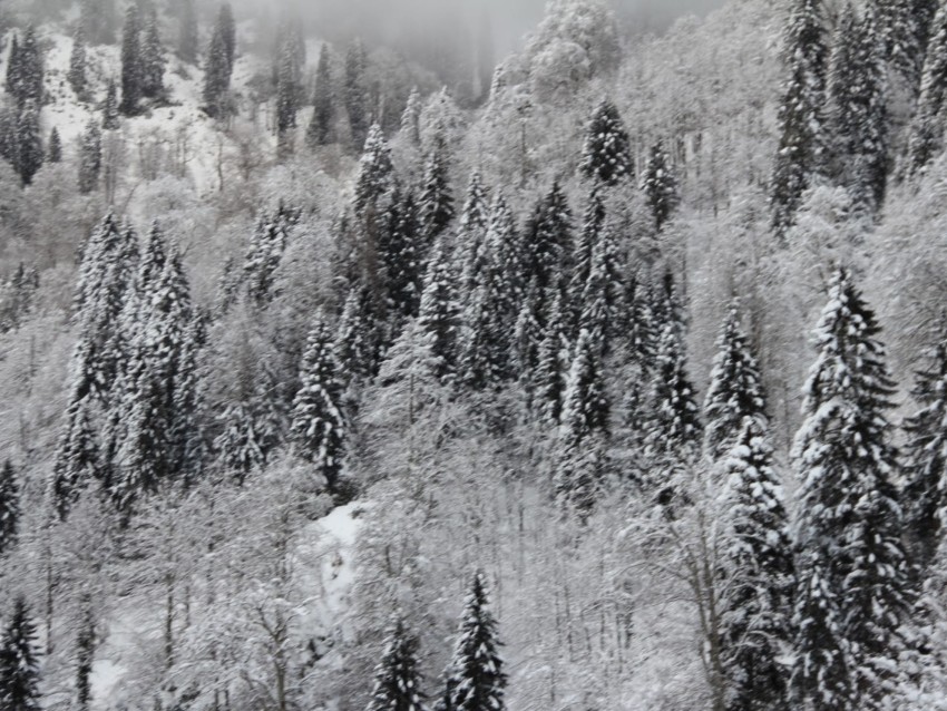 White Winter Tree Background HD Donwload