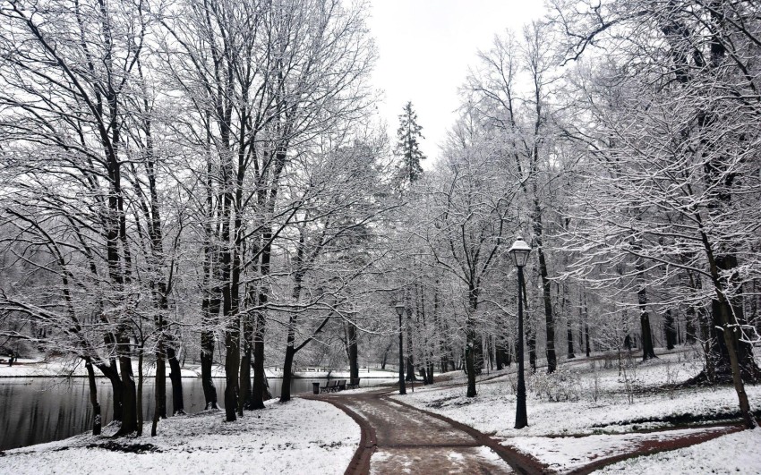 White Winter Tree Background HD Donwload