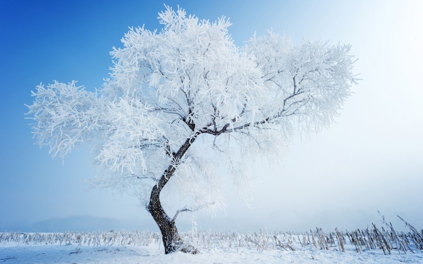 White Winter Tree Sky Background HD Donwload