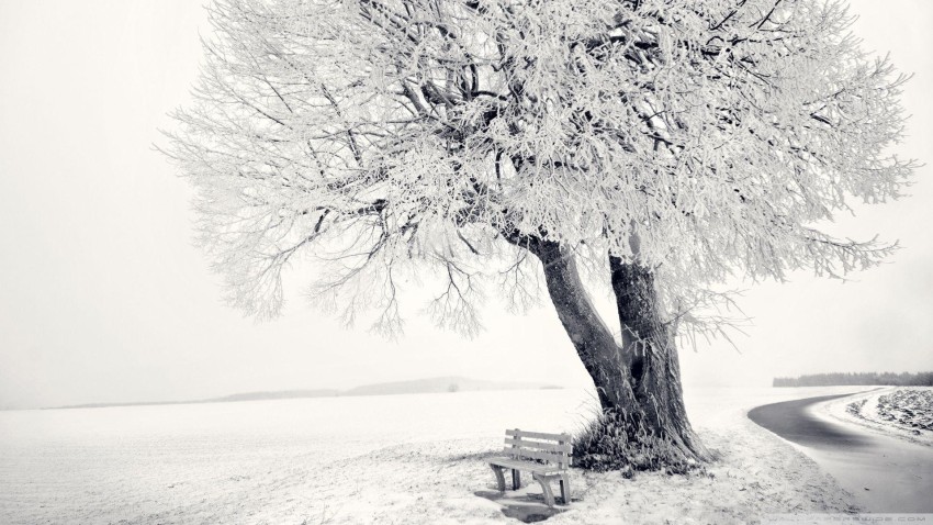 White Winter Tree Wallpaper Background HD Donwload