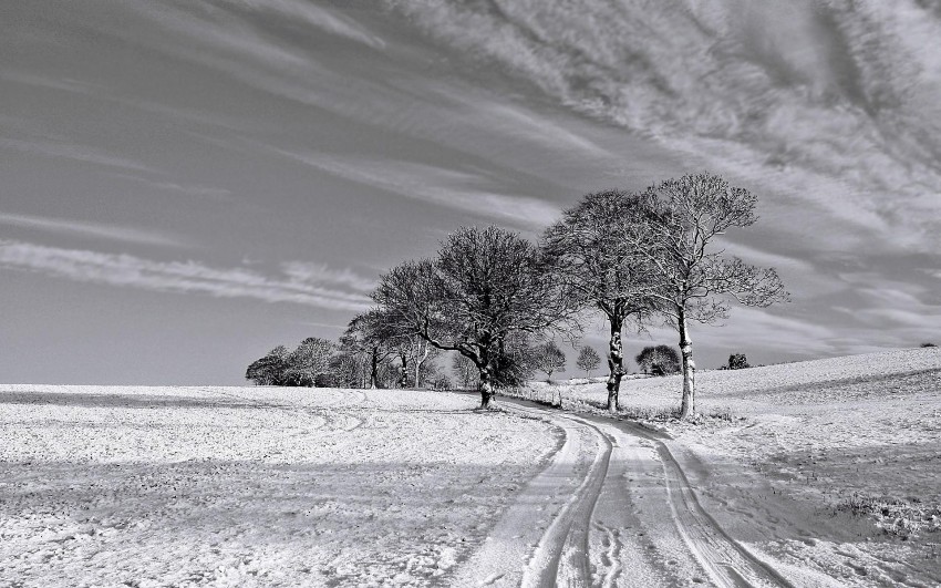 White Winter Tree Wallpaper Background HD Donwload