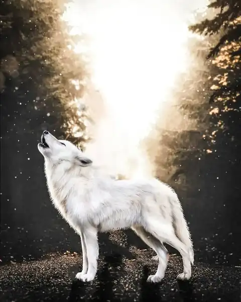 White Wolf Picsart Editing Background Full HD Download