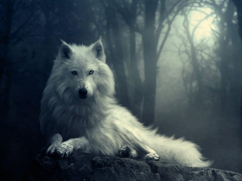 White Wolf Sitting Background Full HD Wallpaper Download