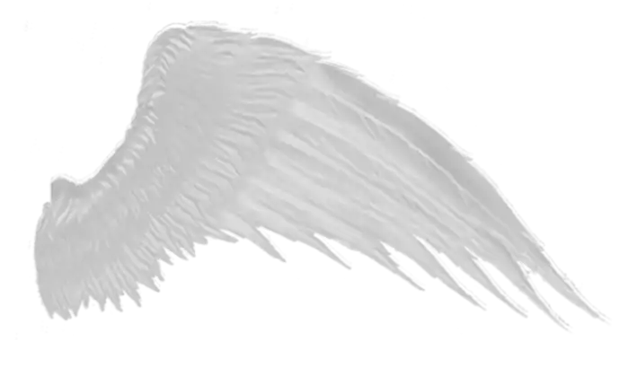 Wings One Side Transparent PNG Images Download