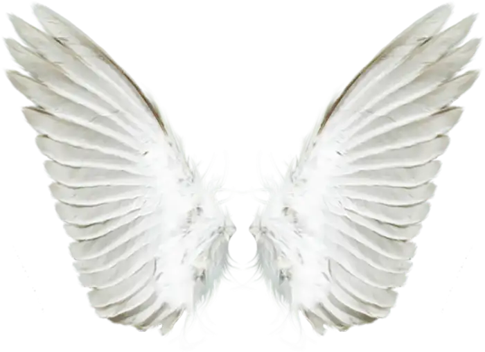 Wings Realistic Full HD PNG Images Download