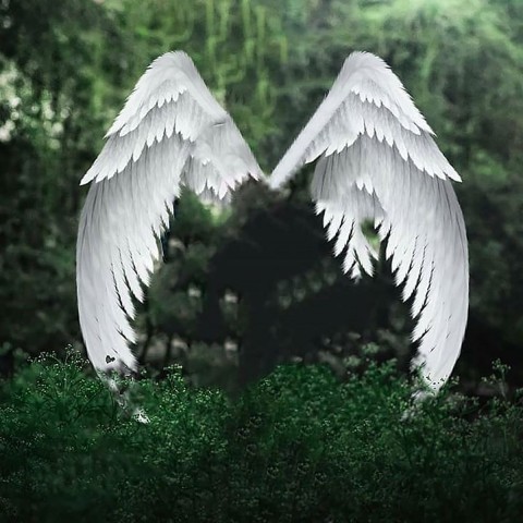 Wings Snapseed Background Full Hd