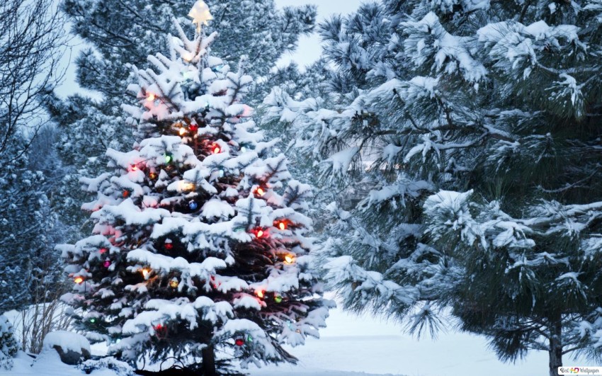 Winter Christmas Tree Background HD Download