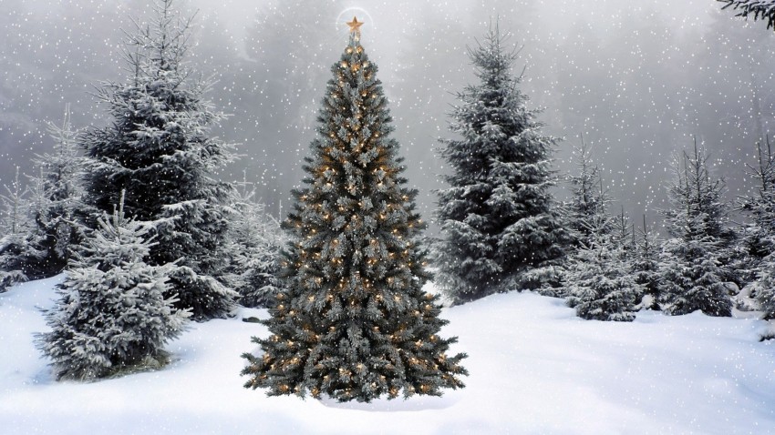 Winter Christmas Tree Background HD Download