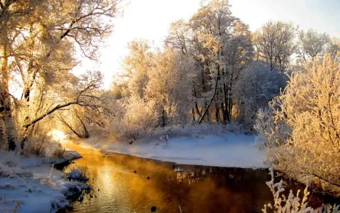 Winter Forest Background HD Wallpaper Free