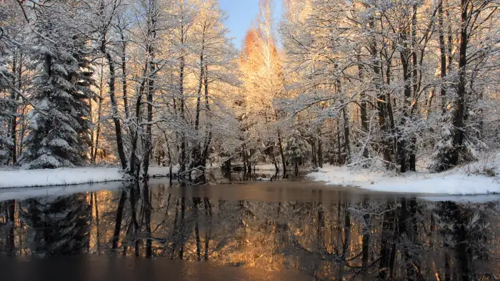 Winter Forest Background HD Wallpaper Free