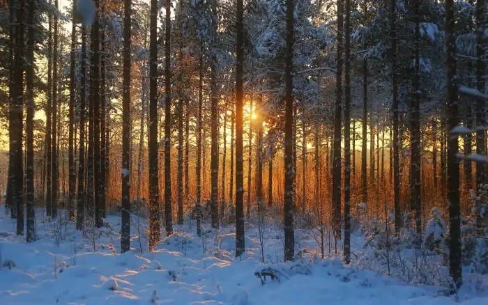 Winter Forest Background HD Wallpaper Free