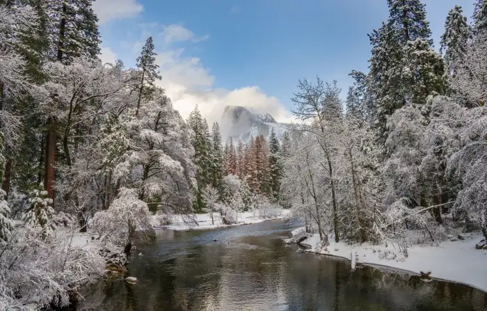 Winter Forest Background HD Wallpaper Free