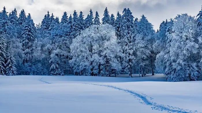 Winter Forest Background HD Wallpaper Free