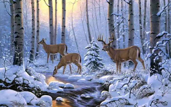 Winter Forest Background HD Wallpaper Free