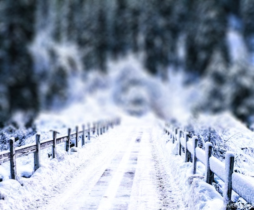 Winter Forest Editing CB Picsart Background HD Download