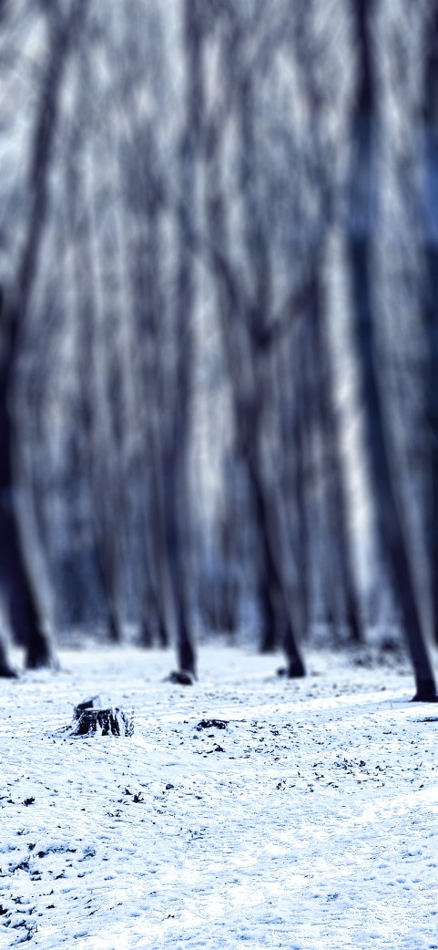 Winter Forest Editing CB Picsart Background HD Download