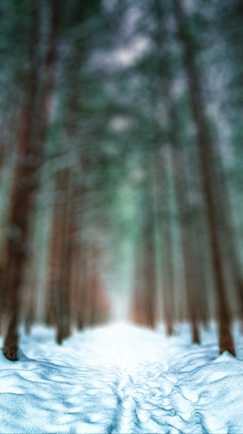 Winter Forest Editing CB Picsart Background HD Download