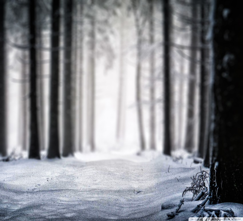 Winter Forest Editing CB Picsart Background HD Download