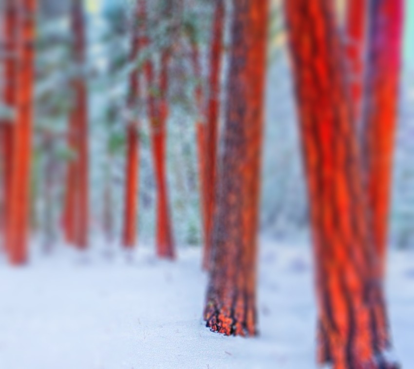 Winter Forest Editing CB Picsart Background HD Download