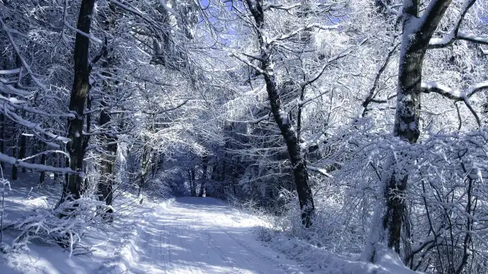 Winter Forest Frozen  Background HD Wallpaper Free