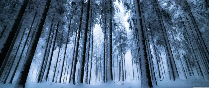 Winter Forest Long Tree Background HD Wallpaper Free