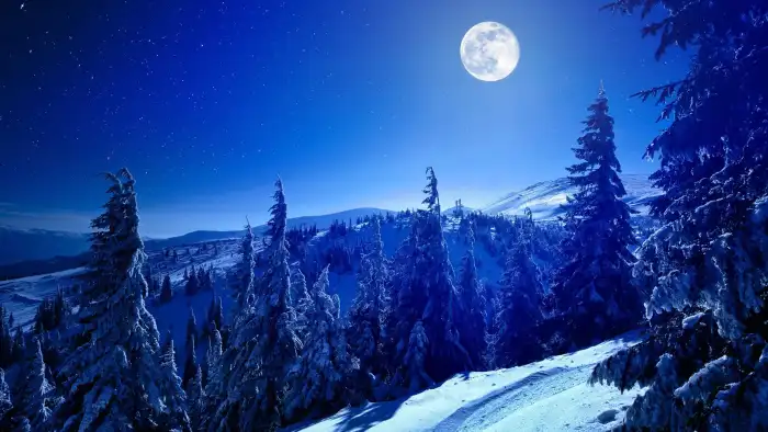 Winter Forest Moon Night Sky Background HD Wallpaper Free