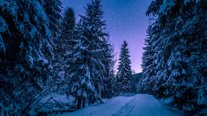 Winter Forest Night Background HD Wallpaper Free