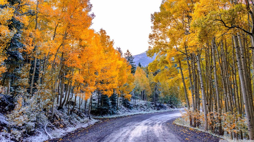 Winter Forest Road Background  HD Download Free