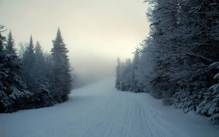 Winter Forest Road Background HD Images Free