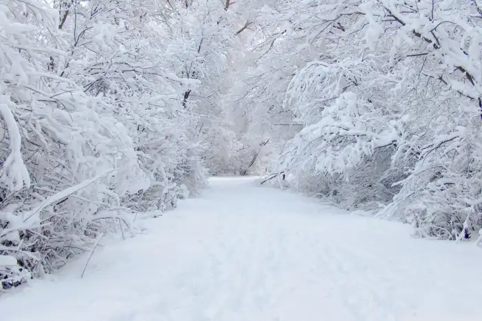 Winter Forest Road Background HD Images Free