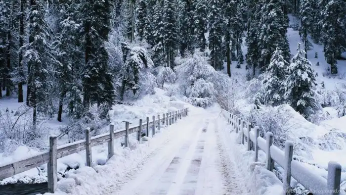 Winter Forest Road Background HD Images Free