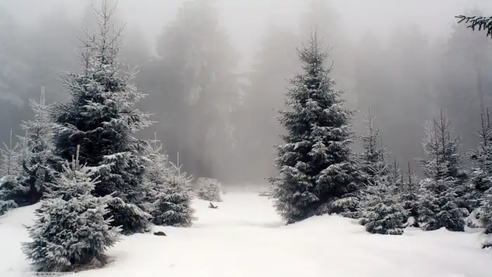 Winter Forest Road Background HD Images Free