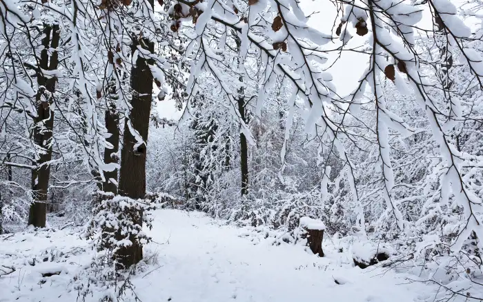 Winter Forest Road Background HD Images Free