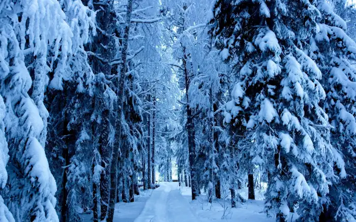 Winter Forest Road Frozen Tree Background HD Wallpaper Free