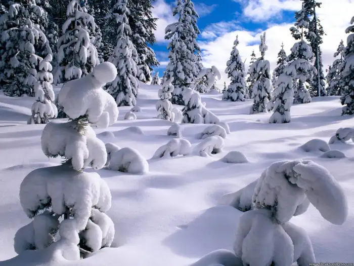 Winter Forest Snow Tree Background HD Wallpaper Free